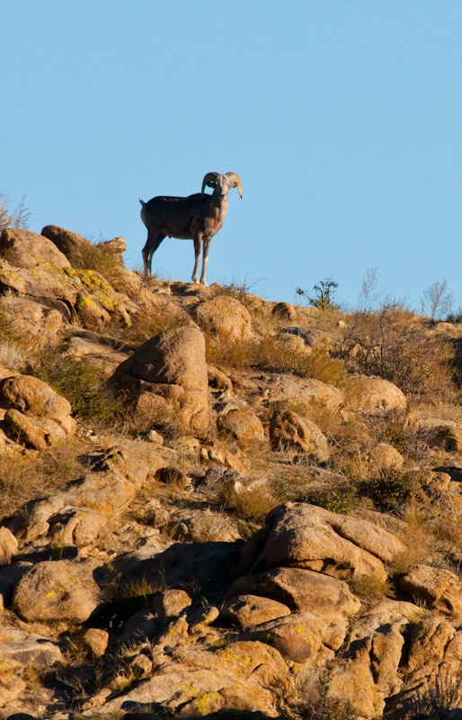 Argali